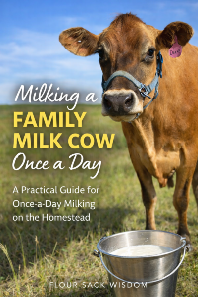 Family milk cow grazing in pasture on a working homestead.