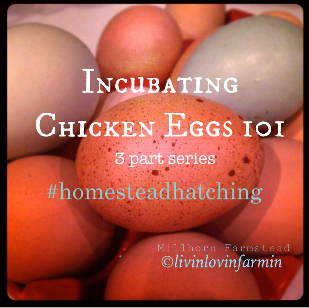 incubating chicken eggs