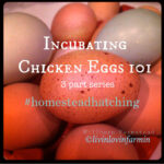 incubating chicken eggs