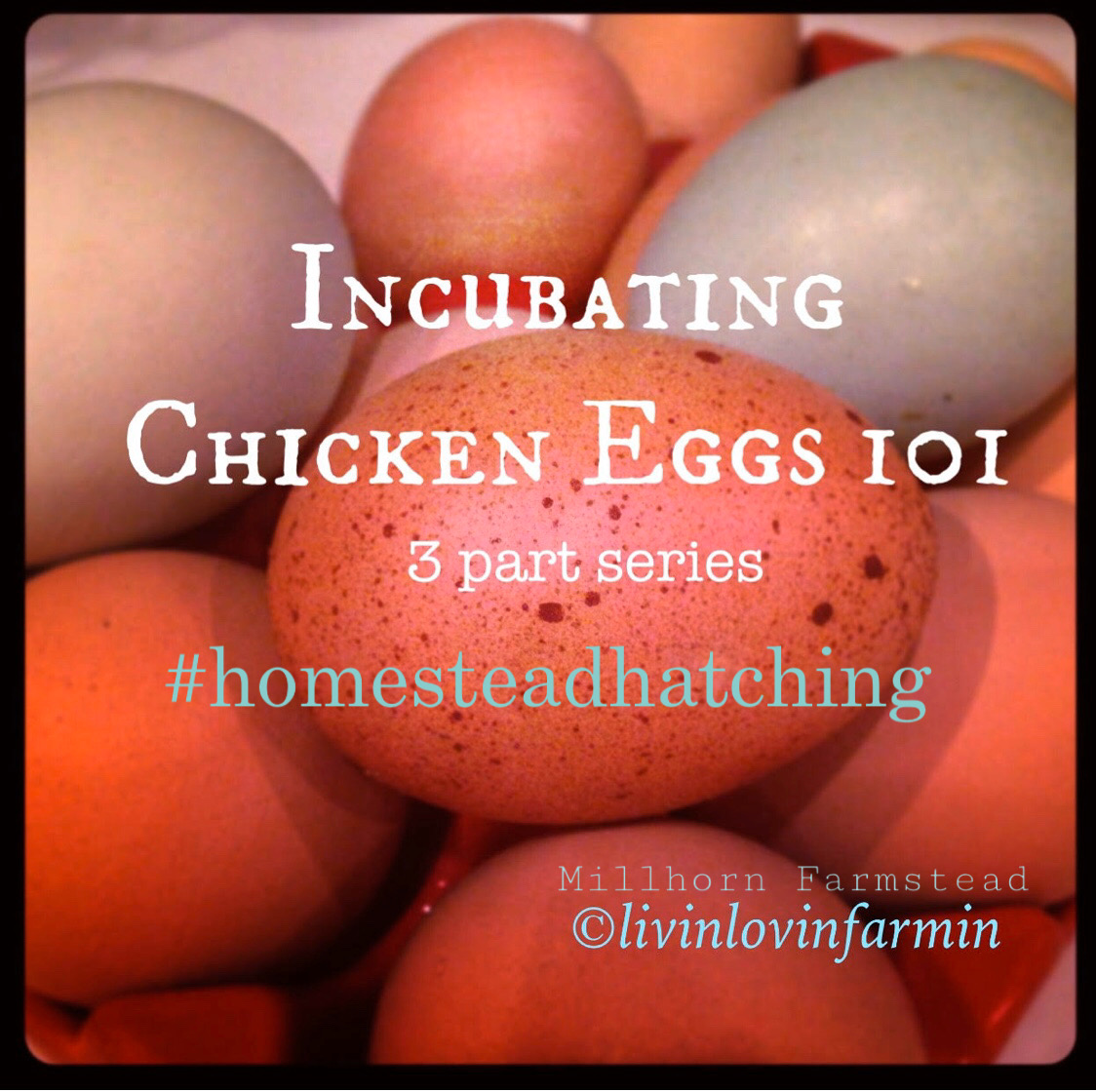 Raising Chickens 101: Collecting, Storing, and Hatching Chicken Eggs