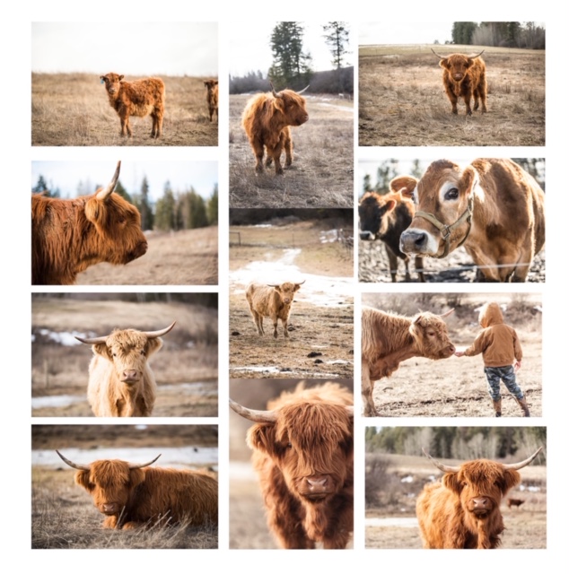 millhorn farmstead |