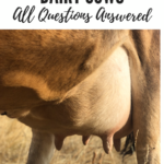 dairy cows | Millhorn Farmstead