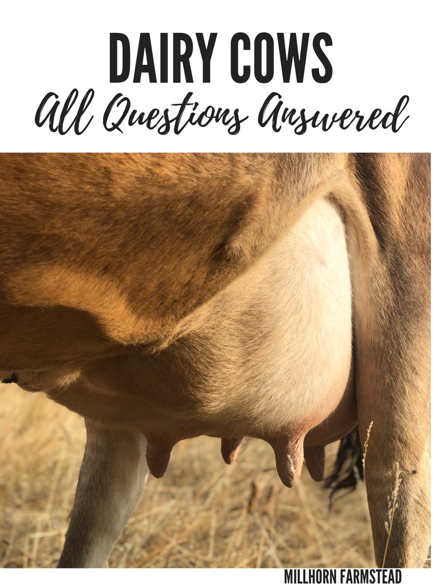 dairy cows | Millhorn Farmstead