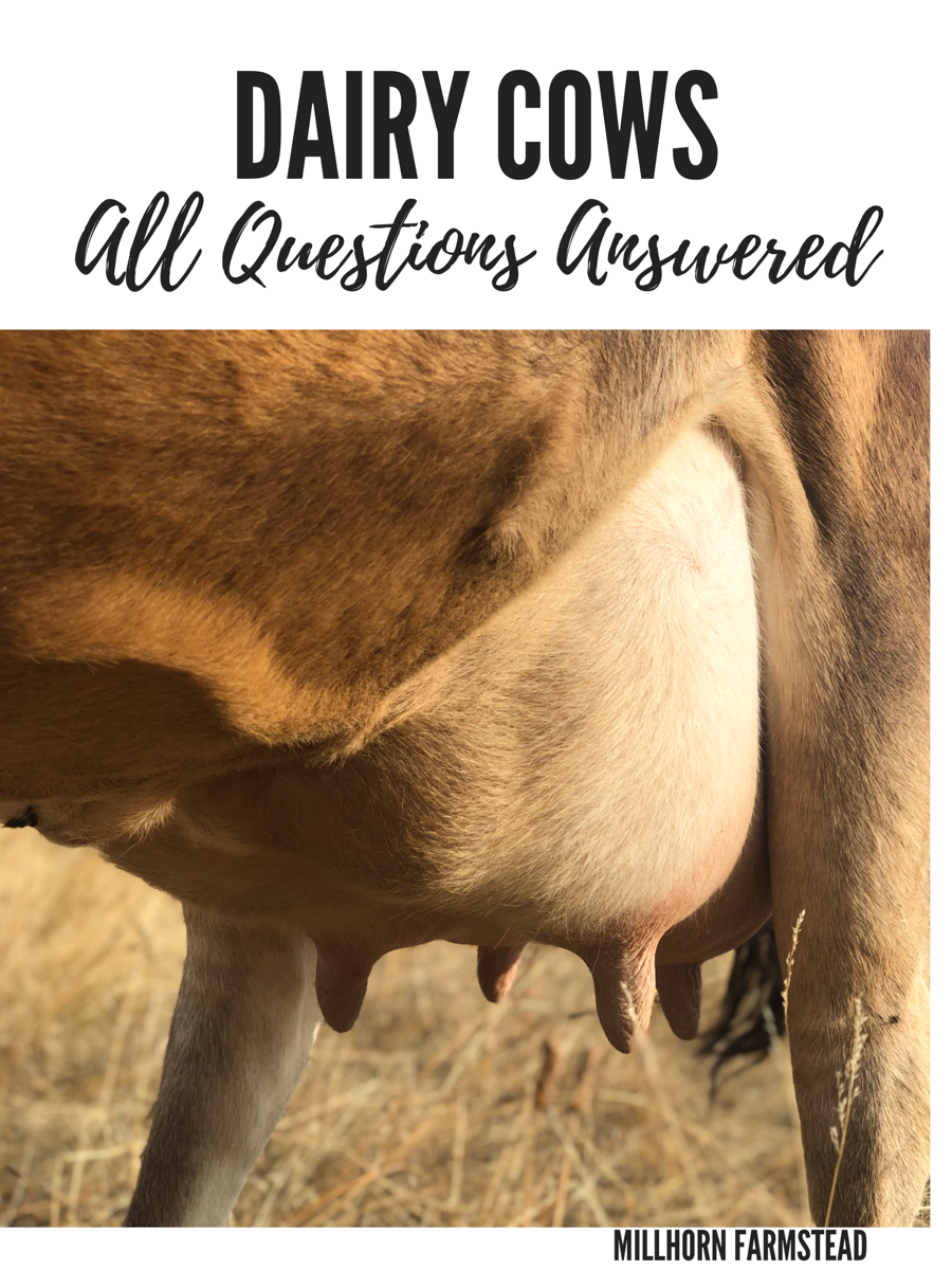 Dairy Cows FAQ - Millhorn Farmstead