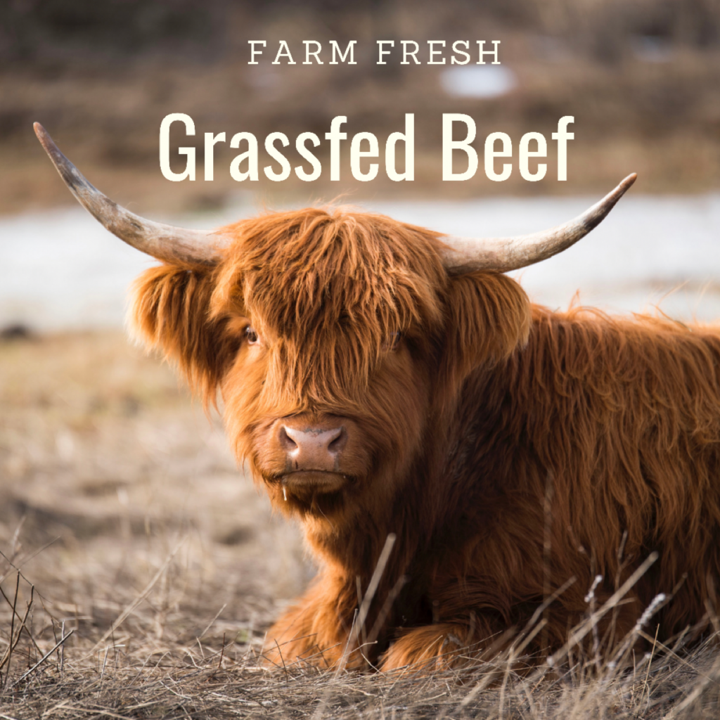 Scottish Highland Grassfed Beef - Millhorn Farmstead