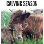 millhorn farmstead | calving season