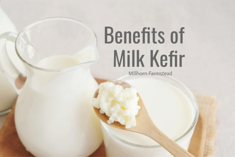 Millhorn Farmstead | Milk Kefir |