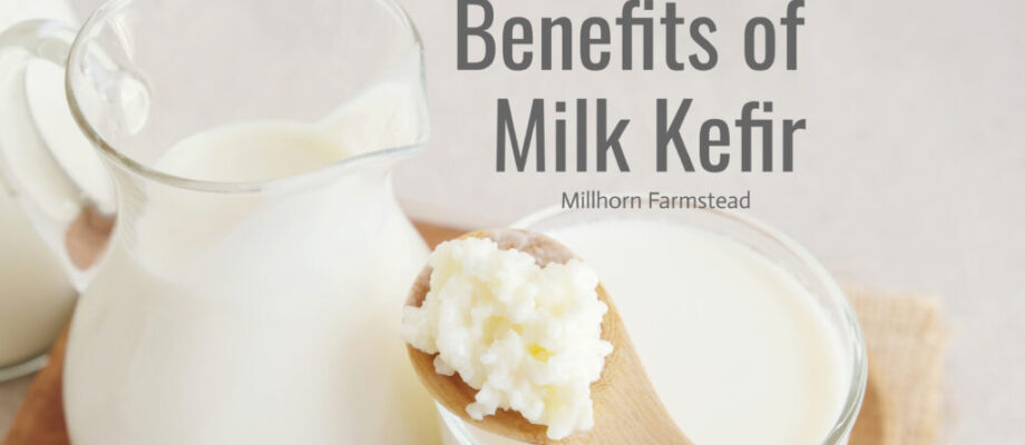 Glass jar of homemade milk kefir on a homestead kitchen counter.