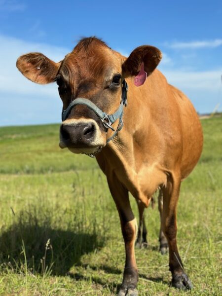 jersey family milk cow on pasture