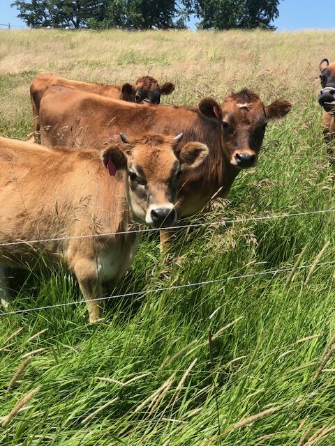 jersey dairy cow head close up