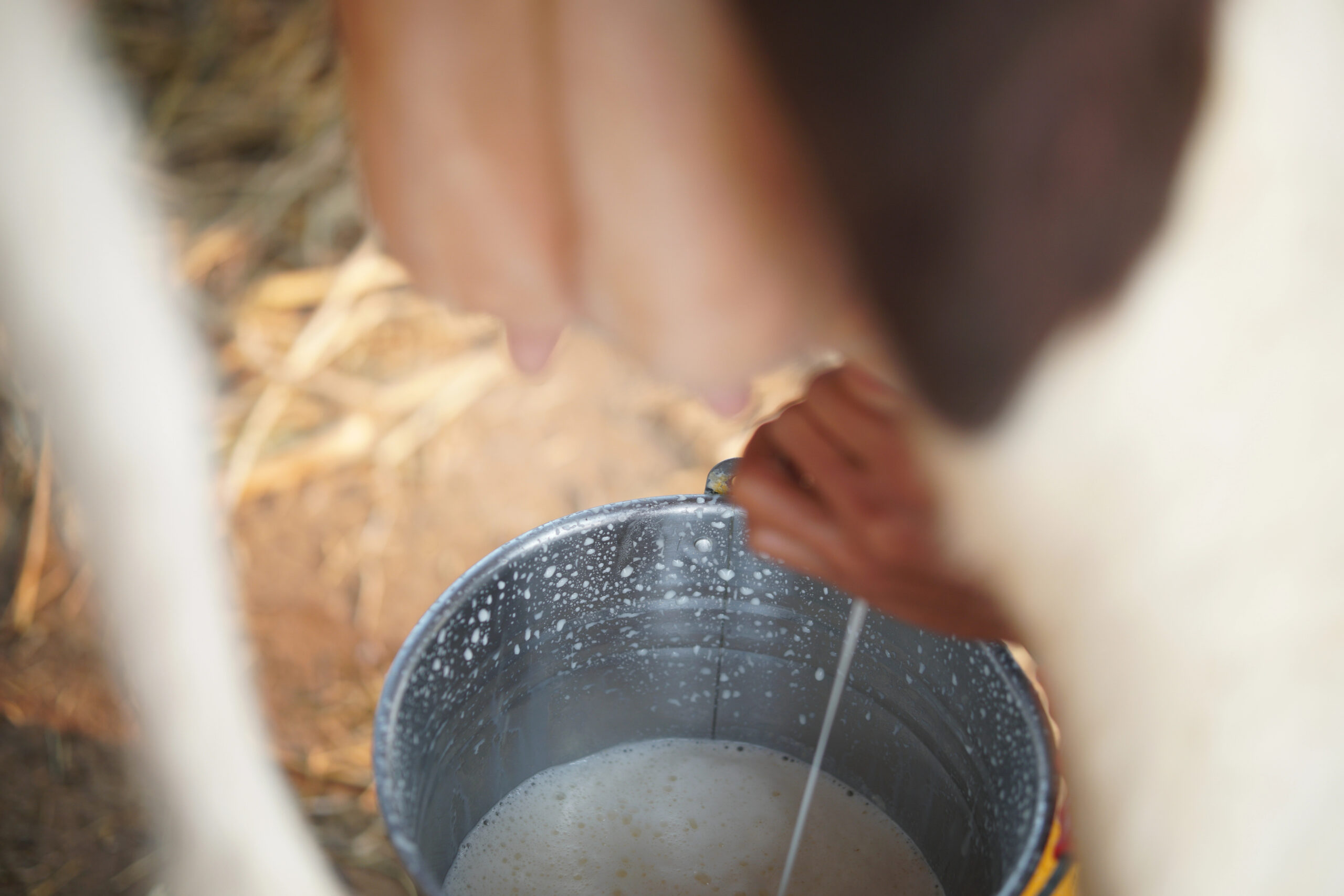 family milk cow milking in the barn in a bucket