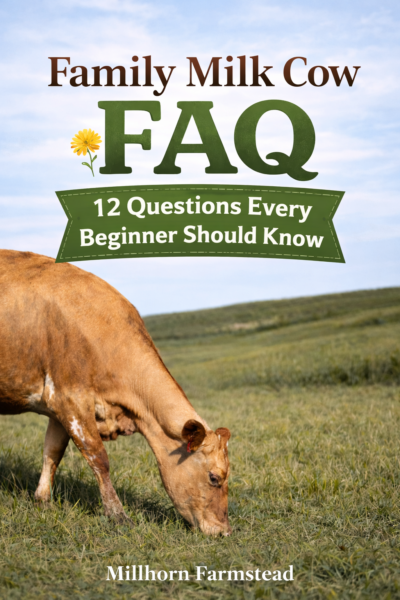 Jersey dairy cow grazing pasture – family milk cow FAQ for beginners