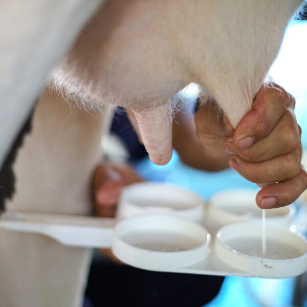 California mastitis test to see is my family milk cow has mastitis 