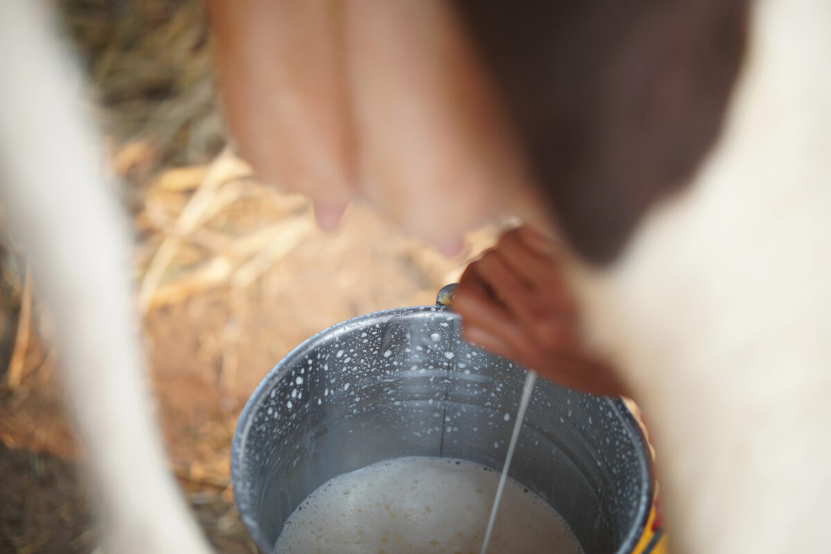 cow milking in a bucket on the barn floor