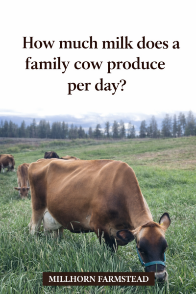 Jersey milk cow grazing in pasture, example of how much milk a family cow produces per day