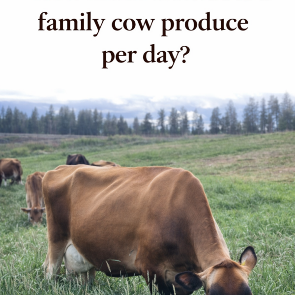 How Much Milk Does a Family Milk Cow Produce Per Day?
