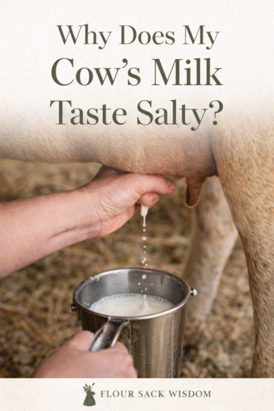 Why Does My Cow’s Milk Taste Salty?