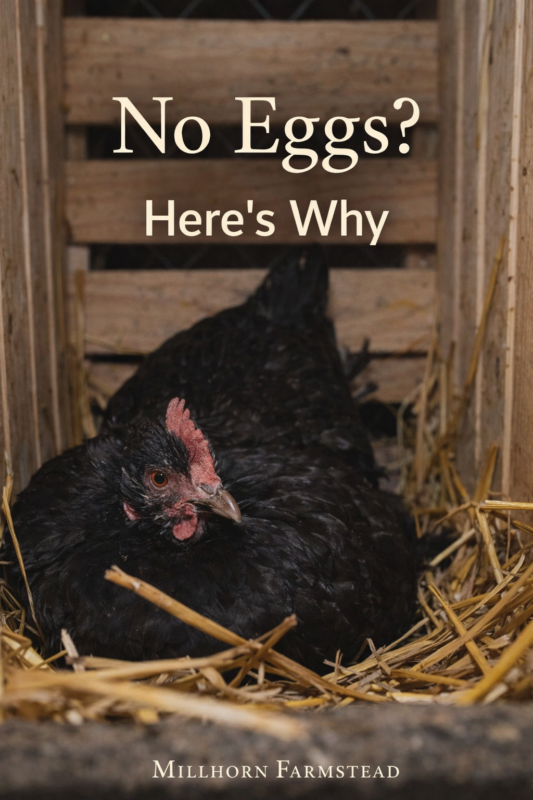 Black hen sitting in a nesting box with straw and no eggs, representing why chickens stop laying and how to fix egg production issues