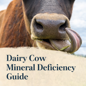 Close up dairy cow face eating grass in pasture