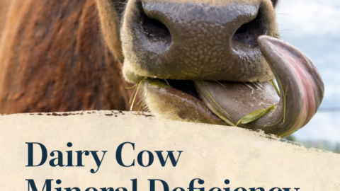 Close up dairy cow face eating grass in pasture