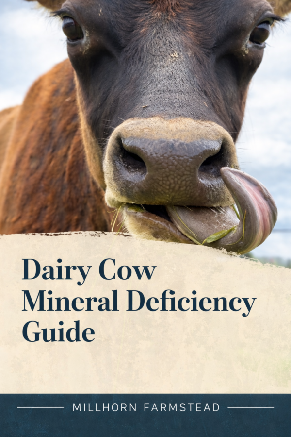 Close up dairy cow face eating grass in pasture