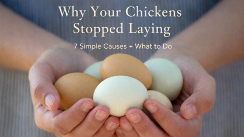 Handful of fresh farm eggs, representing why chickens stop laying and how to fix egg production issues