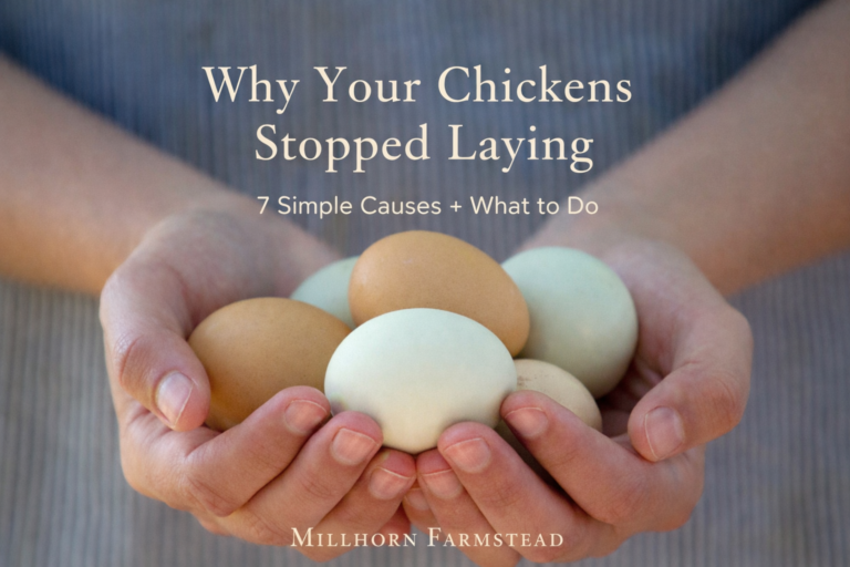 Handful of fresh farm eggs, representing why chickens stop laying and how to fix egg production issues