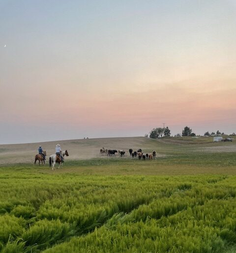 Millhorn Farmstead ranch working cattle