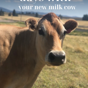 the first 30 days with your family milk cow