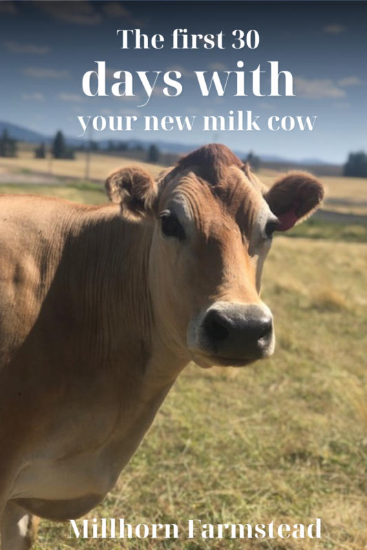 the first 30 days with your family milk cow