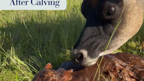 Dairy cow with her newborn calf after calving