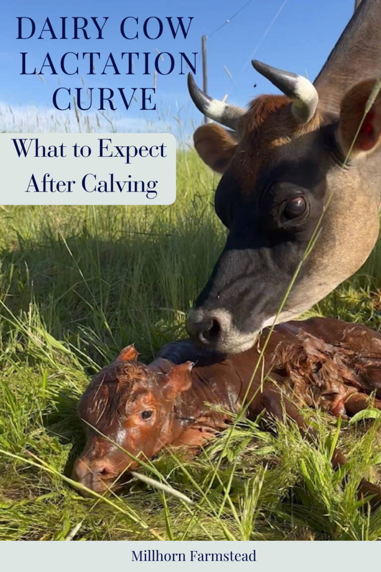 Dairy cow with her newborn calf after calving