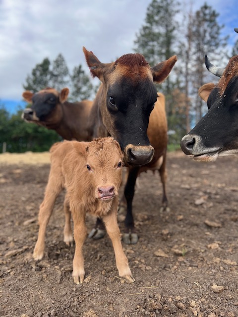 Family milk cow with her calf during lactation