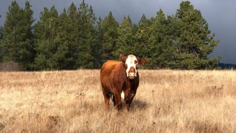 Beef cow standing in pasture showing how much land a cow needs