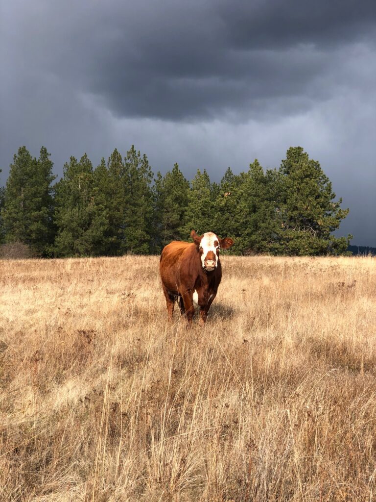 Beef cow standing in pasture showing how much land a cow needs