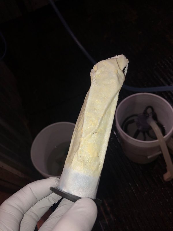 Clumps collected from abnormal milk during milking