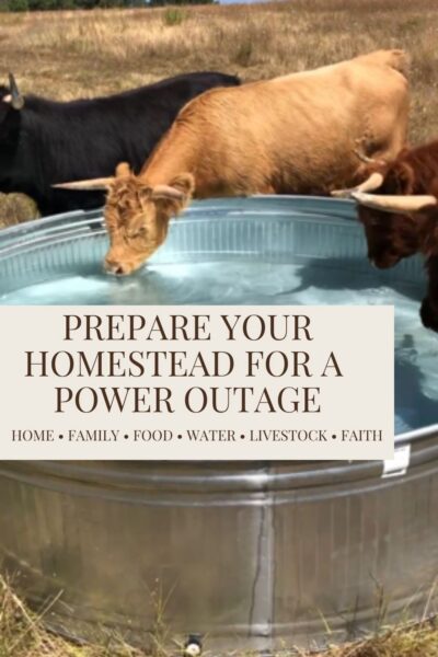 Three cattle drink from a galvanized stock tank on a homestead pasture.