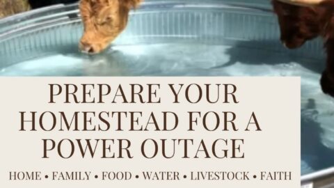 Three cattle drink from a galvanized stock tank on a homestead pasture.