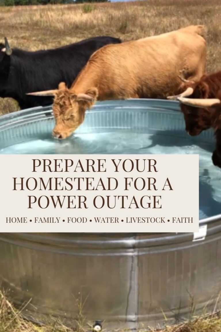 Three cattle drink from a galvanized stock tank on a homestead pasture.