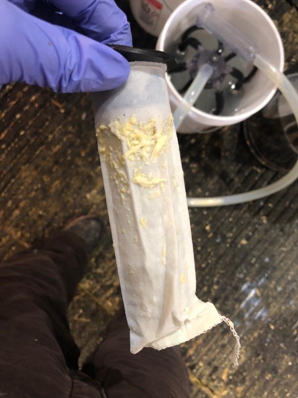 Clumps collected from abnormal milk during milking