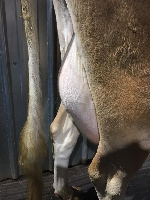 Family milk cow udder damage from mastitis.