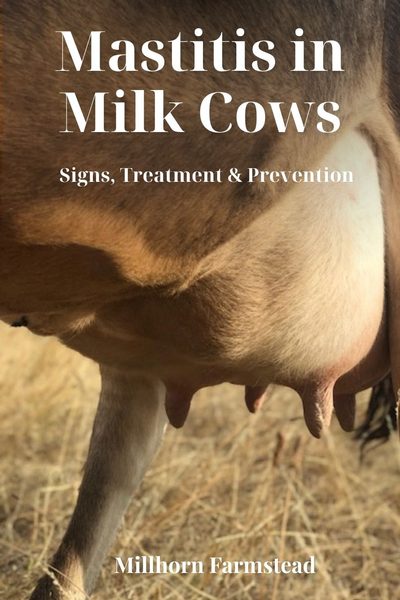 Healthy udder of a family milk cow
