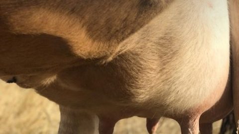 Healthy udder of a family milk cow