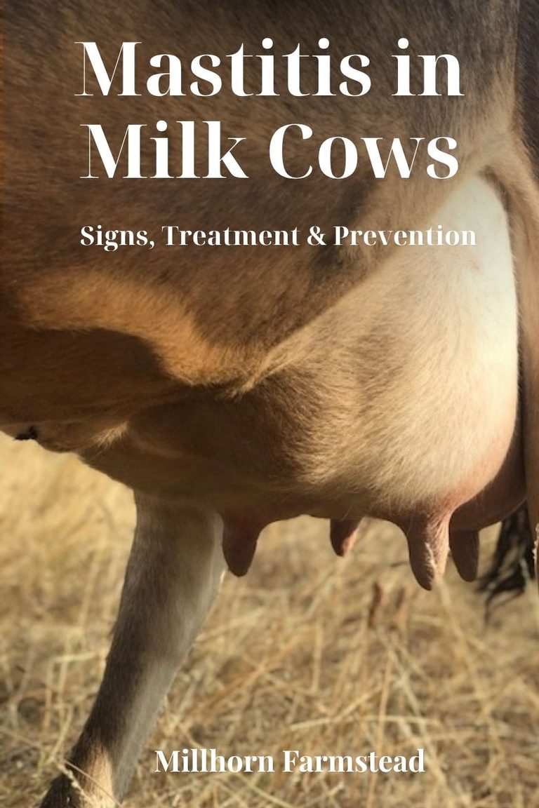 Healthy udder of a family milk cow