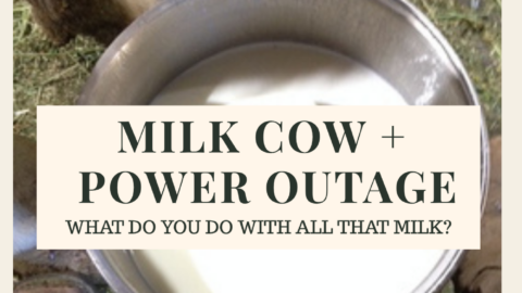 Fresh milk in a stainless steel pail after hand milking a family milk cow during a power outage.