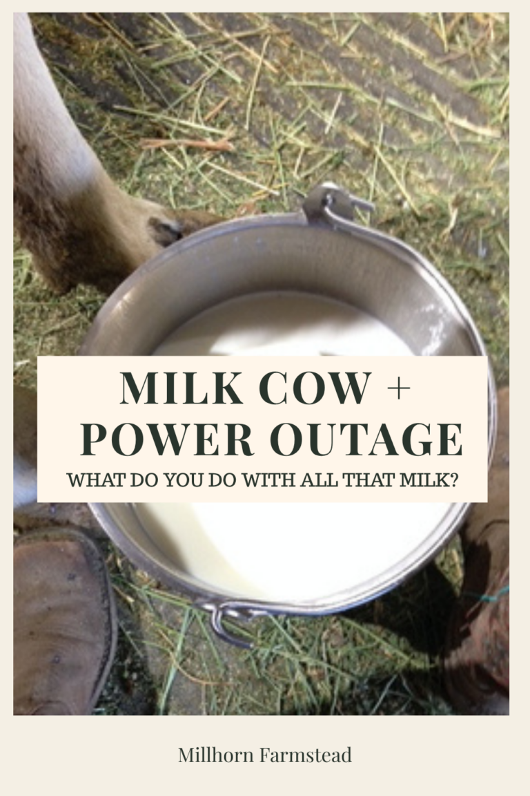 Fresh milk in a stainless steel pail after hand milking a family milk cow during a power outage.