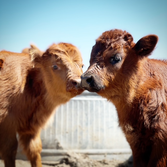 Baby calves family milk cows