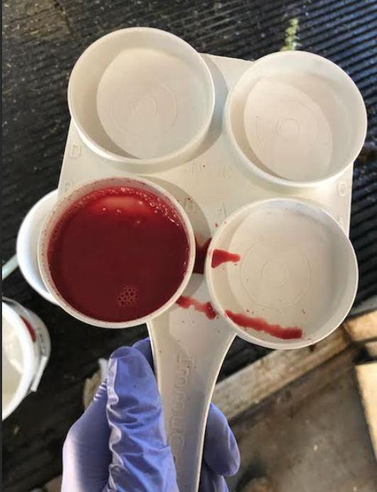 Bloody milk collected from one quarter of a family milk cow