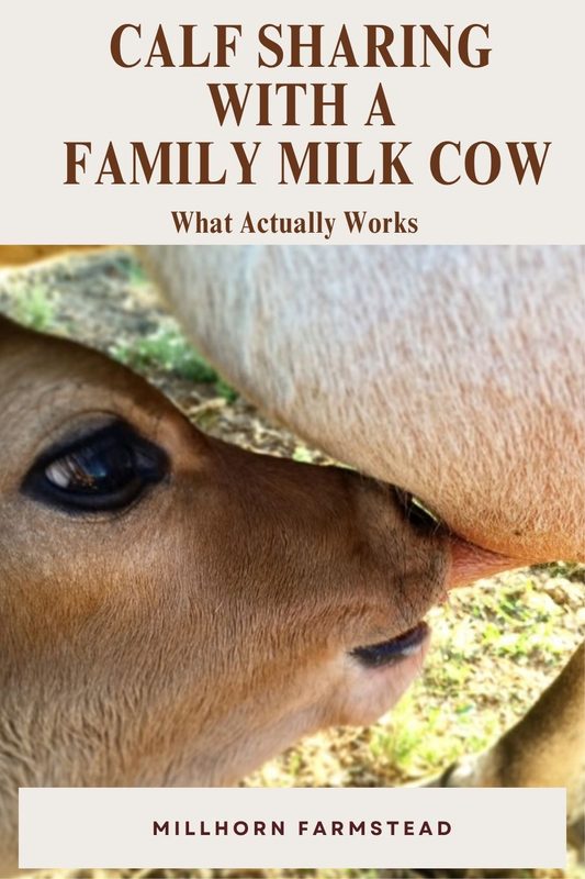 Jersey calf nursing from a family milk cow during calf sharing.