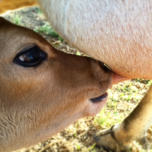 Jersey calf nursing from a family milk cow during calf sharing.